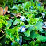 SJAJNA ČESTOSLAVICA